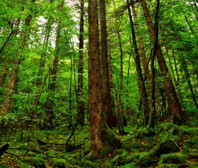 试管婴儿哪里可以选性别（试管哪里可以做男女）