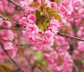 试管受孕流程（试管受孕流程视频）