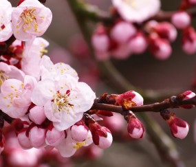 一代试管婴儿是什么意思（啥叫一代试管婴儿）