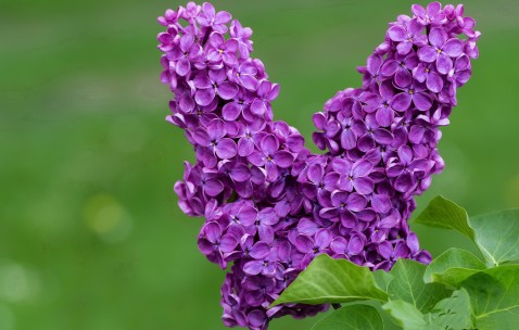 贵阳哪家医院可以做人工授精