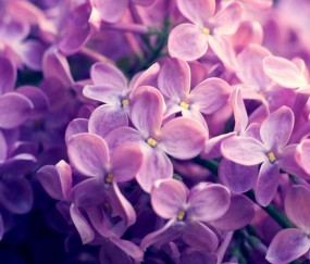 清肺止咳平喘化痰的食物果蔬（润肺止咳平喘的食物）