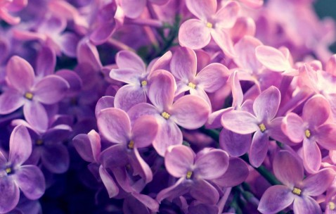 清肺止咳平喘化痰的食物果蔬（润肺止咳平喘的食物）