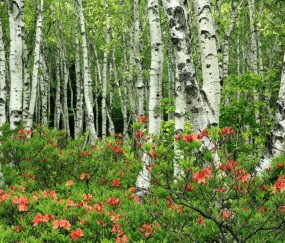 试管婴儿什么时候移植到母体（试管婴儿什么时期进行胚胎移植）