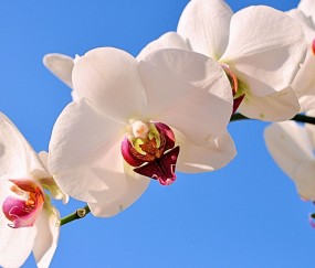 孕妇感冒塞鼻子会影响宝宝缺氧吗（孕妈感冒鼻塞影响胎宝宝呼吸吗）