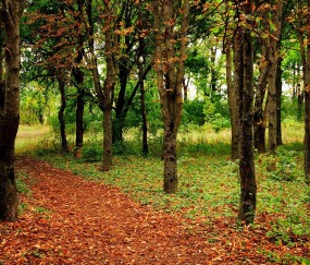 孕妇感冒可吃燕窝吗（孕妇感冒了燕窝能吃吗）