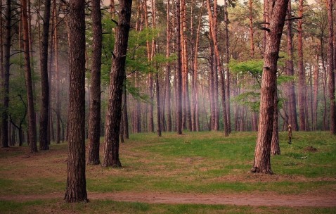 做试管婴儿可以决定性别吗（试管婴儿可以决定男女嘛）