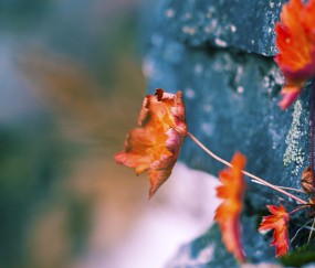 孕妇上火嗓子疼感冒（孕妇上火嗓子疼会影响胎儿吗）