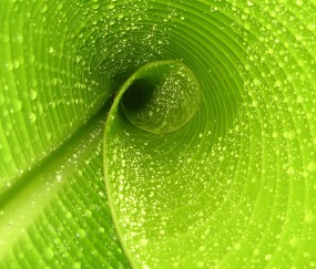 小孩子弦感冒咳嗽用什么冲凉（小孩感冒咳嗽煮什么水）