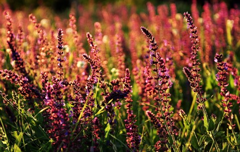 胎儿心脏发育关键时期（胎儿心脏发育的主要时期）