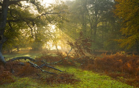 孕妇感冒咳嗽喉咙带火（孕妇感冒咳嗽喉咙带火吃什么药）